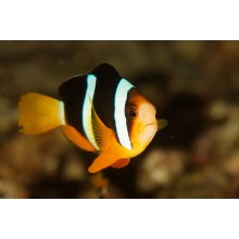 Amphiprion Clarkii -Yellowtail Clownfish